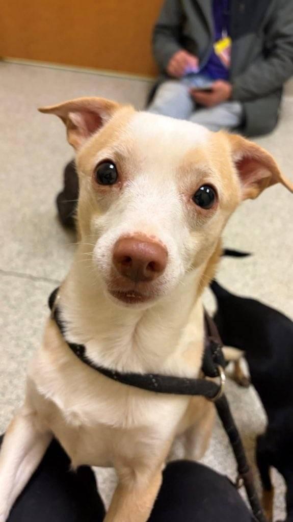 Paco, ADOPTABLE, Adult Male Chihuahua.