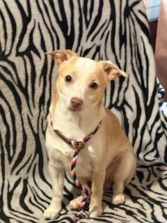 Enlarge Paco, a ADOPTABLE mixed breed in York, PA image 5/5