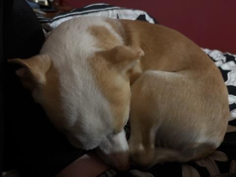 Enlarge Paco, a ADOPTABLE mixed breed in York, PA image 3/5