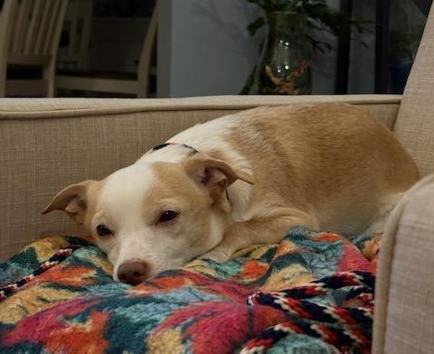 Enlarge Paco, a ADOPTABLE mixed breed in York, PA image 2/5