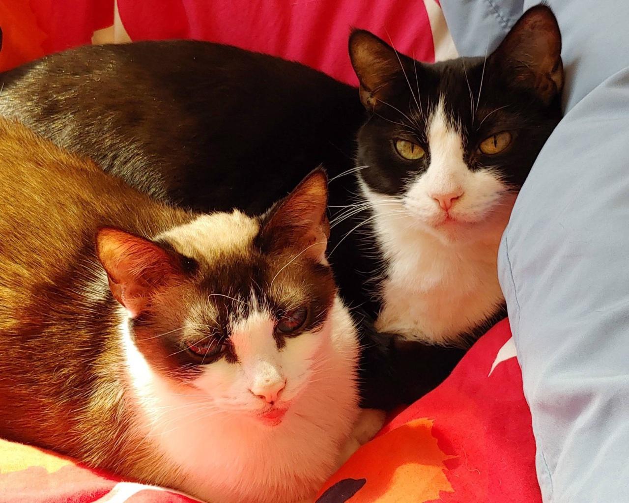 Santiago, Adoptable, Senior Male Domestic Short Hair.