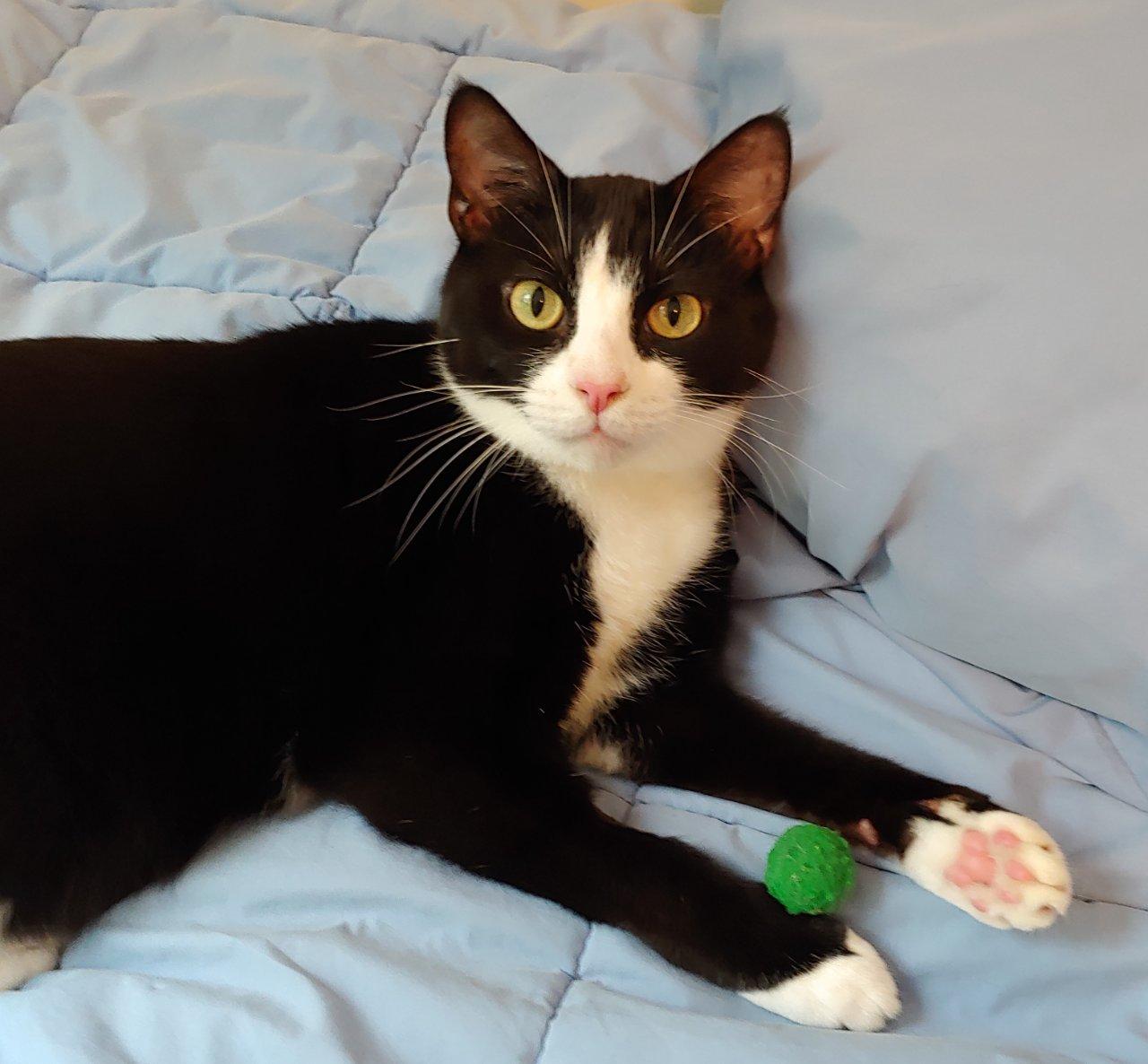 Santiago, a Adoptable Domestic Short Hair in Raleigh, NC image 2/5