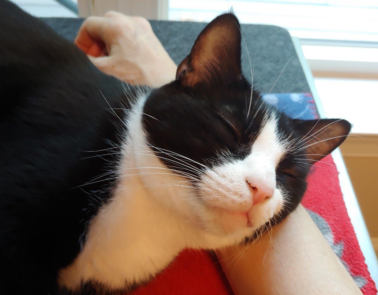 Santiago, a Adoptable Domestic Short Hair in Raleigh, NC image 3/5