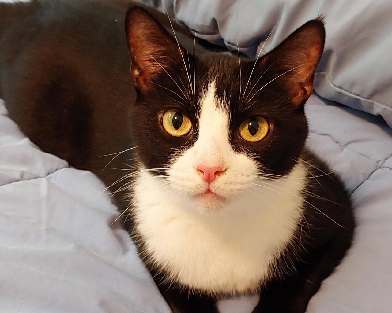 Santiago, a Adoptable Domestic Short Hair in Raleigh, NC image 4/5