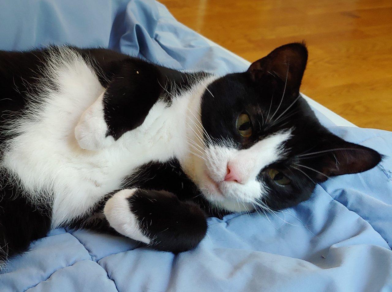 Santiago, a Adoptable Domestic Short Hair in Raleigh, NC image 5/5