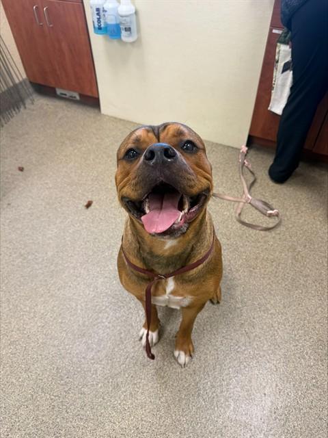 ROSIE, Adoptable, Young Female Mastiff & Mixed Breed.