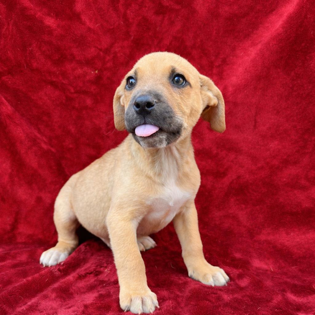 Enlarge Confetti, a ADOPTABLE mixed breed in Copiague, NY image 1/1