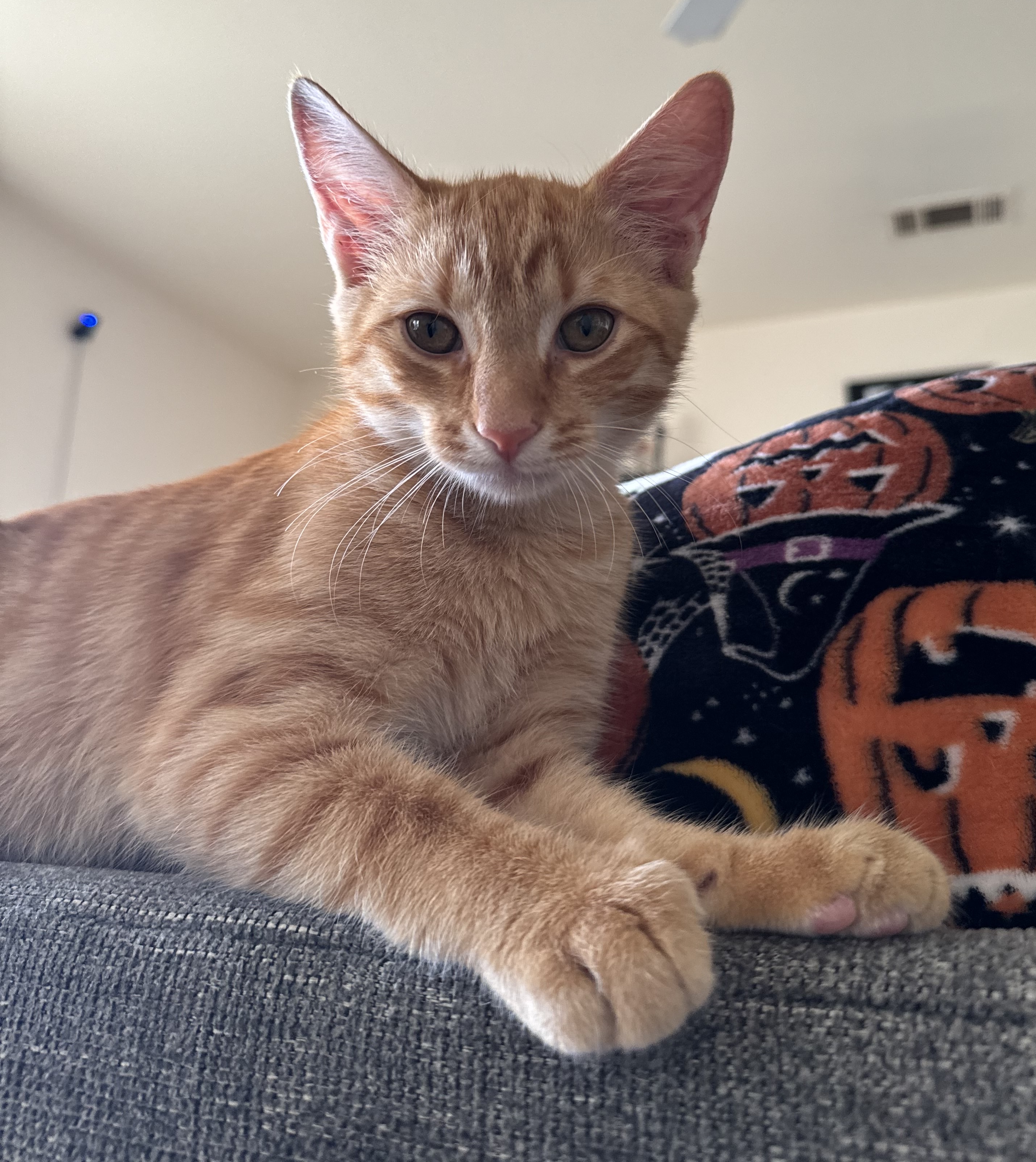 Cat for adoption Koda Bear, a Domestic Short Hair in San Juan