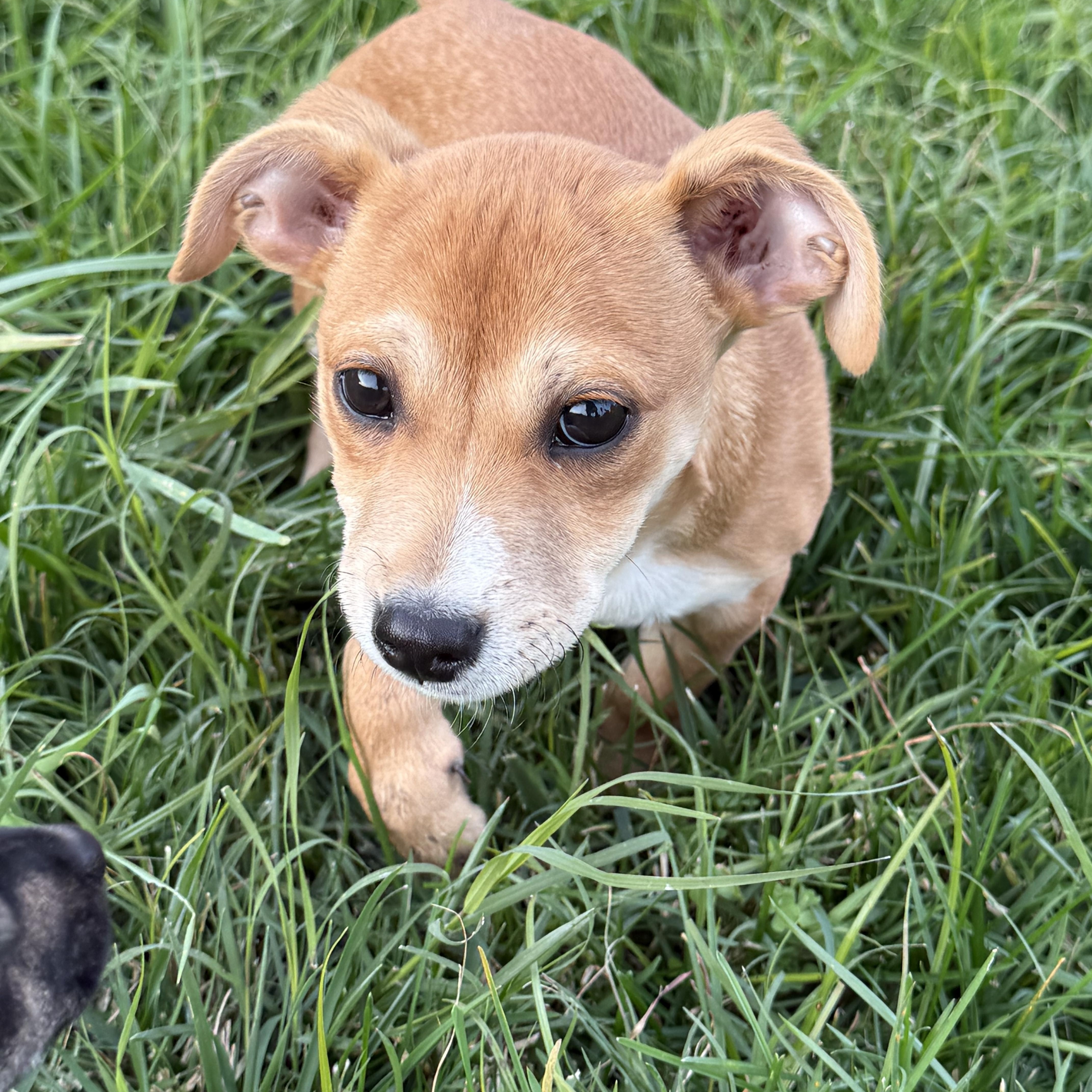 Enlarge Gravy, a Adoptable Chihuahua in modesto, CA image 1/5