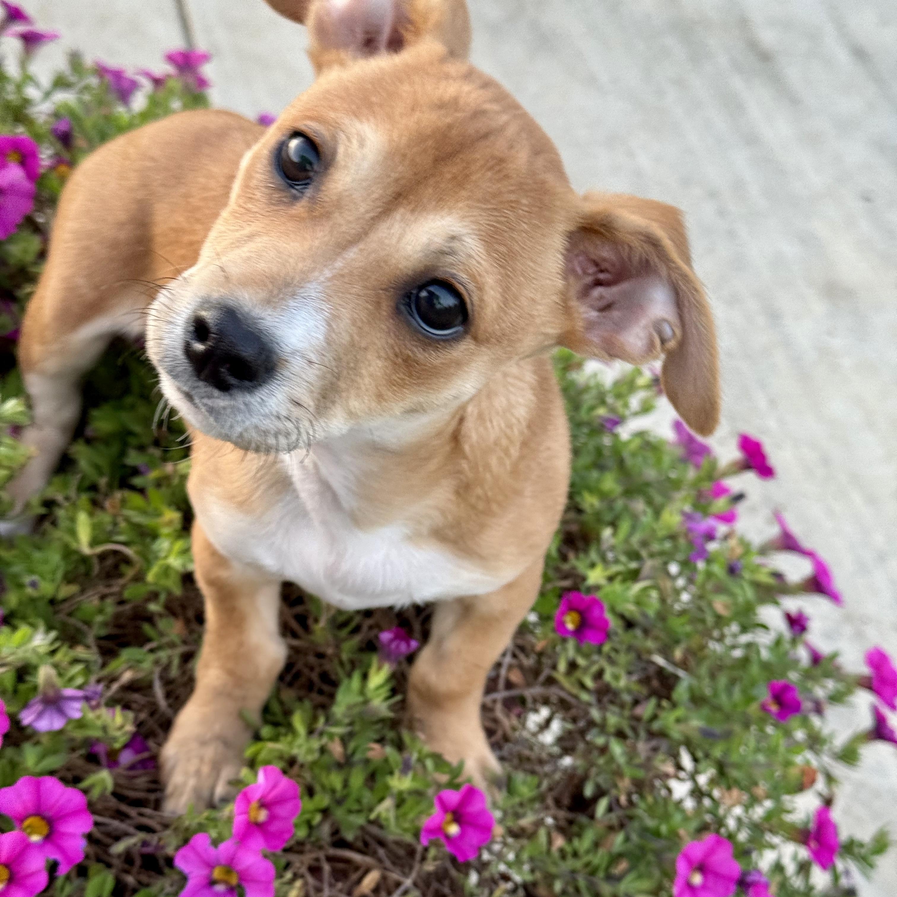Gravy, Adoptable, Puppy Male Chihuahua.