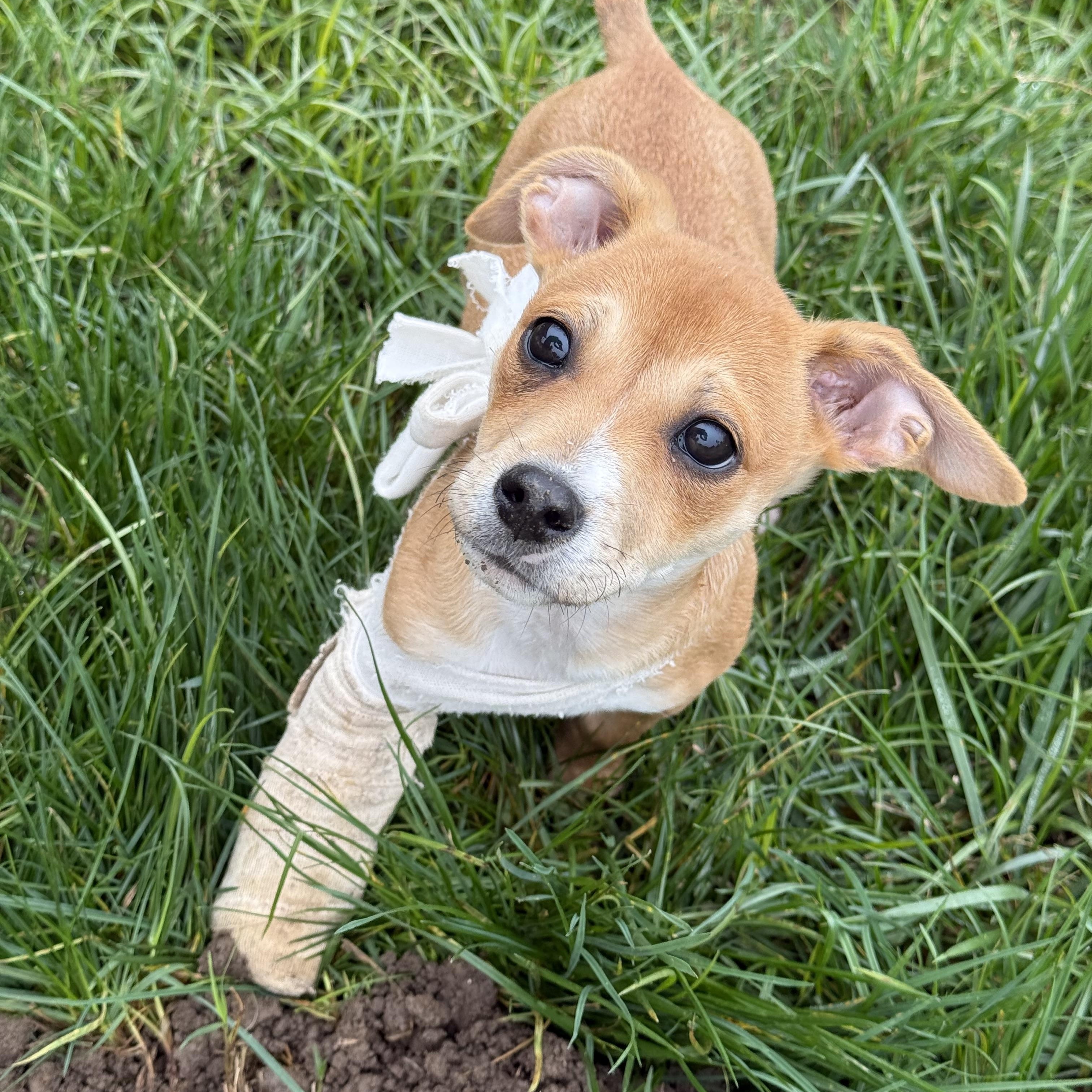 Enlarge Gravy, a Adoptable Chihuahua in modesto, CA image 5/5