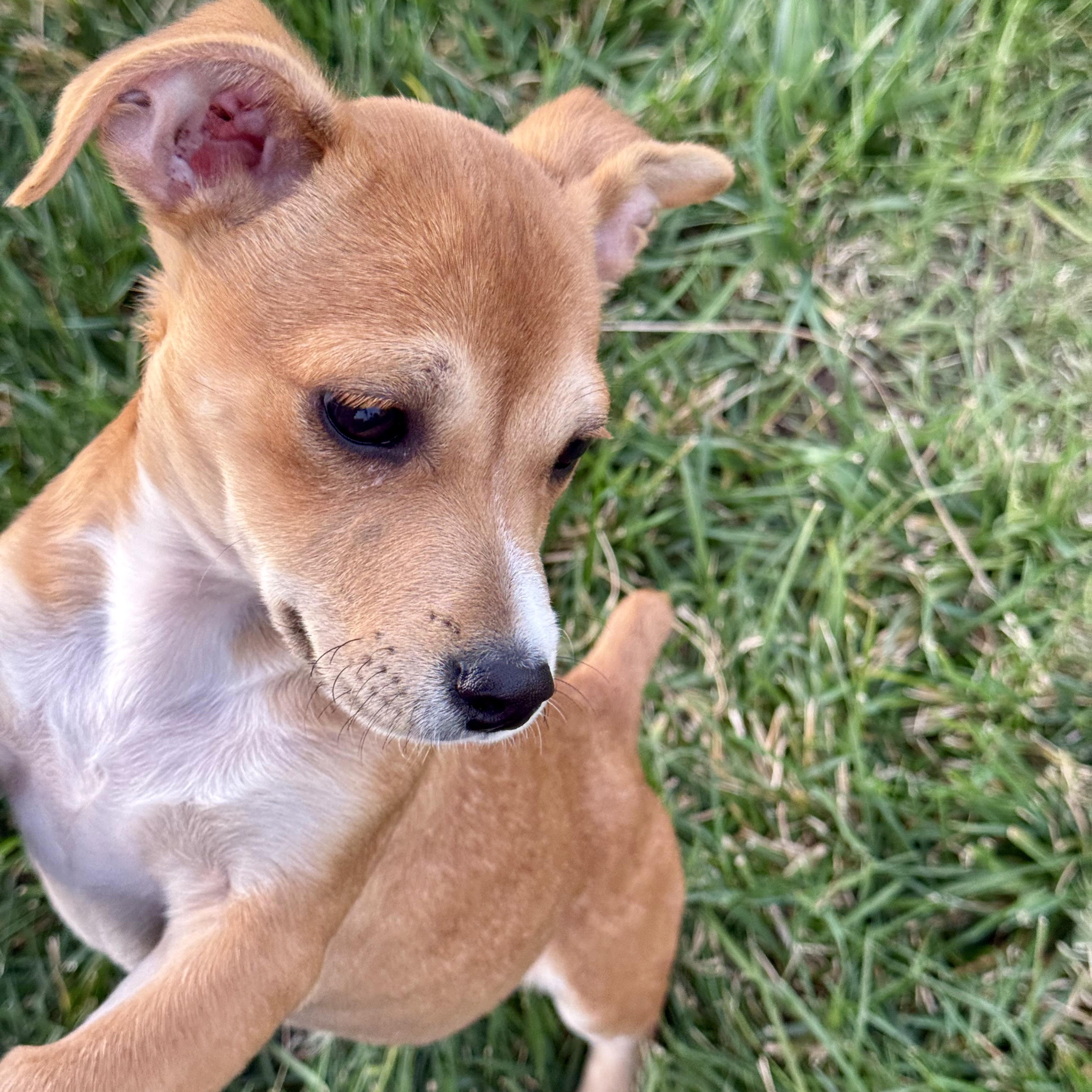 Enlarge Gravy, a Adoptable Chihuahua in modesto, CA image 3/5