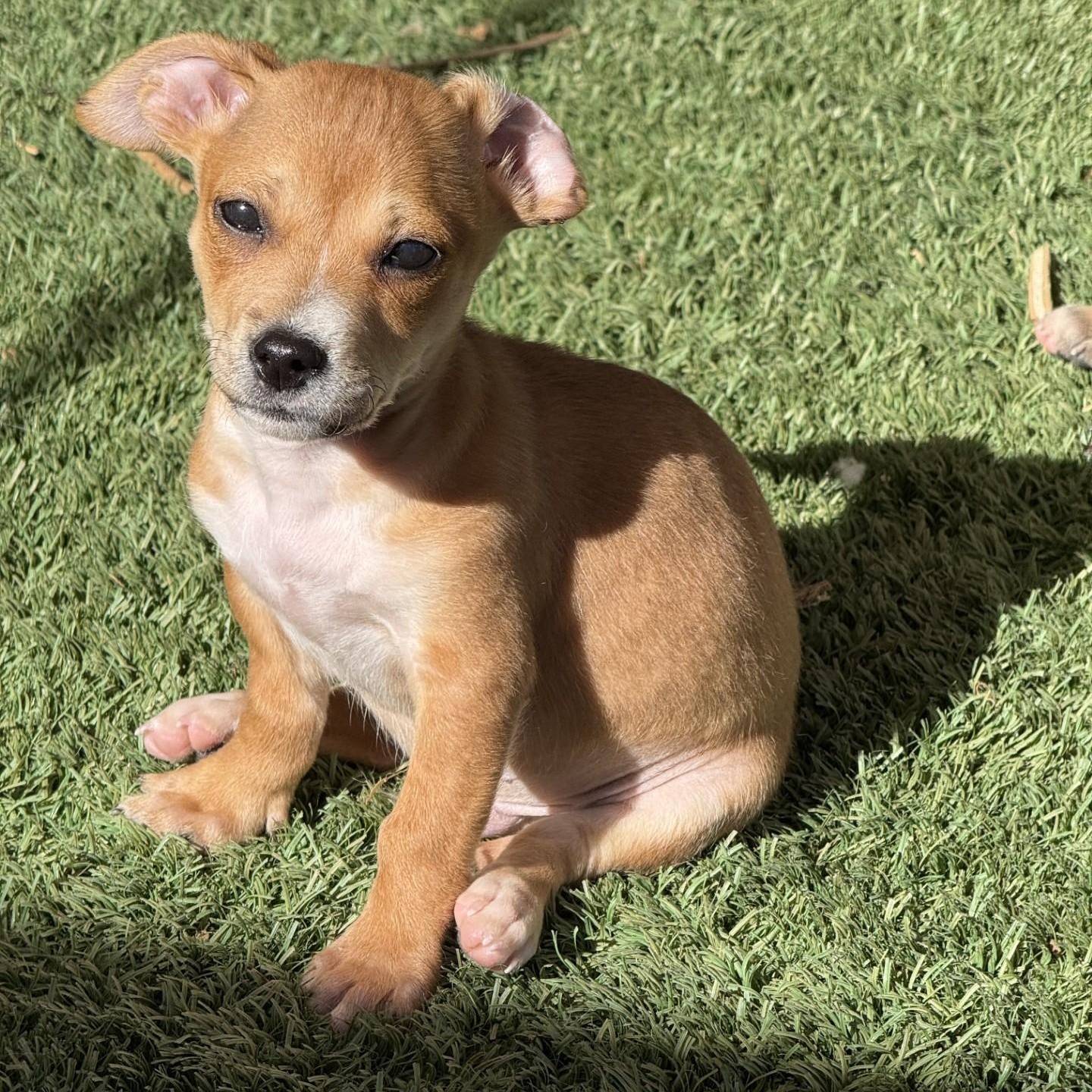 Gravy, Adoptable, Puppy Male Chihuahua.