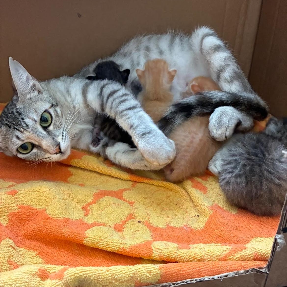 Enlarge Rain & Sunshine *bonded pair*, a Adoptable mixed breed in Austin, TX image 4/6