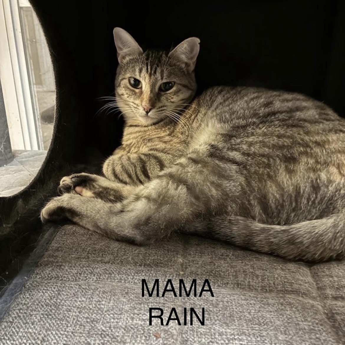 Enlarge Sunshine & Rain - Bonded Pair, a Adoptable mixed breed in Austin, TX image 4/6
