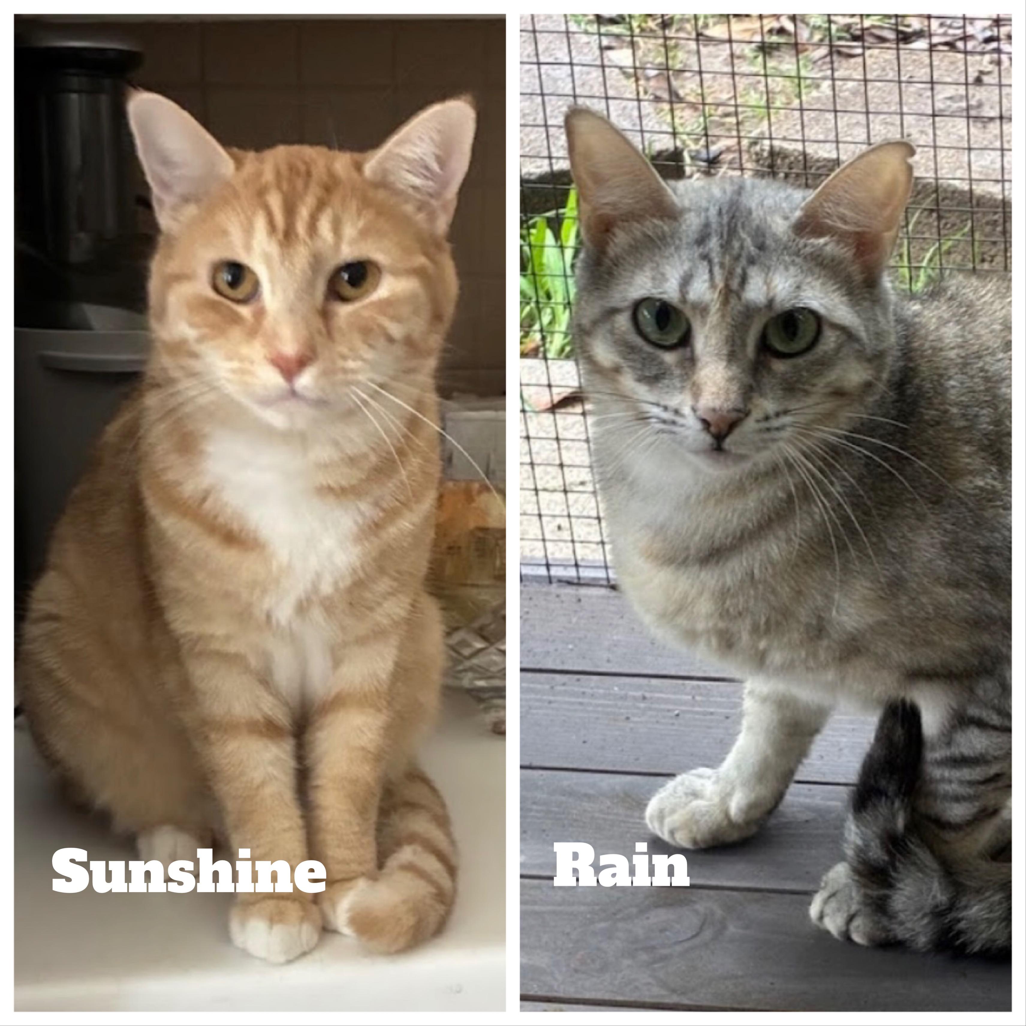 Enlarge Sunshine & Rain - Bonded Pair, a Adoptable mixed breed in Austin, TX image 1/6