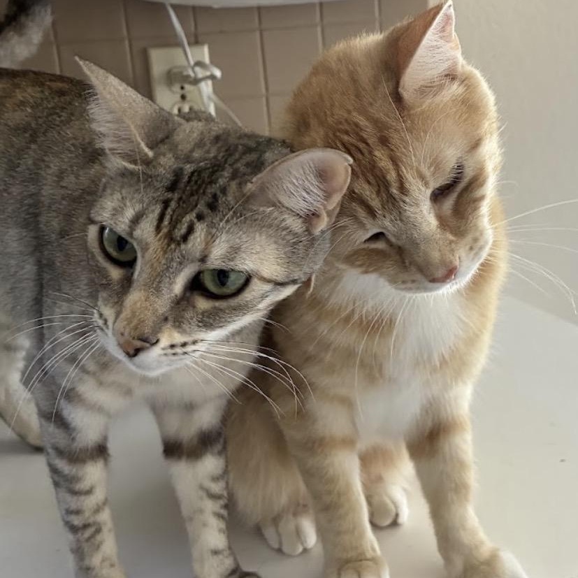 Enlarge Sunshine & Rain - Bonded Pair, a Adoptable mixed breed in Austin, TX image 6/6