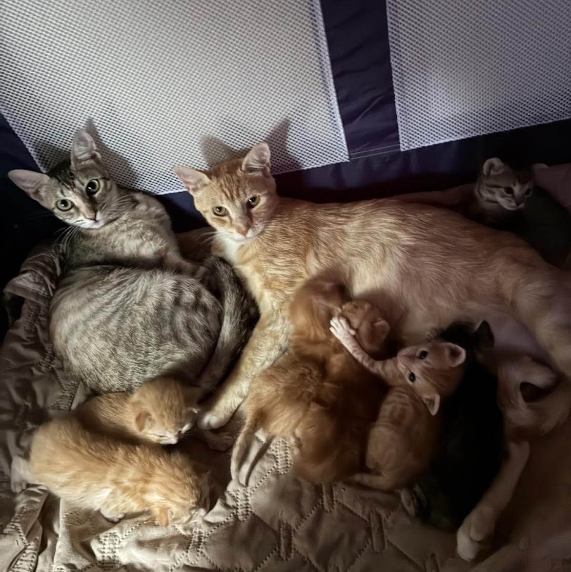 Enlarge Rain & Sunshine *bonded pair*, a Adoptable mixed breed in Austin, TX image 6/6