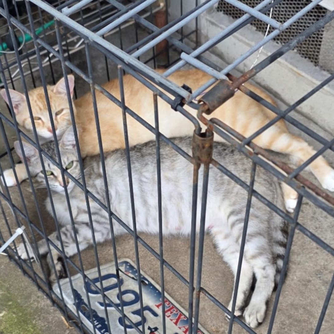 Enlarge Rain & Sunshine *bonded pair*, a Adoptable mixed breed in Austin, TX image 2/6