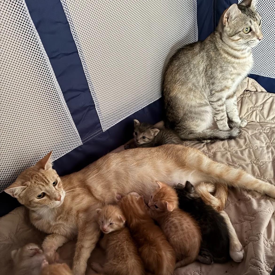 Enlarge Rain & Sunshine *bonded pair*, a Adoptable mixed breed in Austin, TX image 3/6