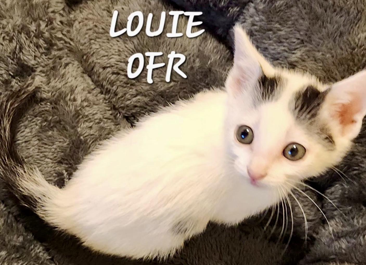 Louie, ADOPTABLE, Kitten Male Domestic Short Hair.