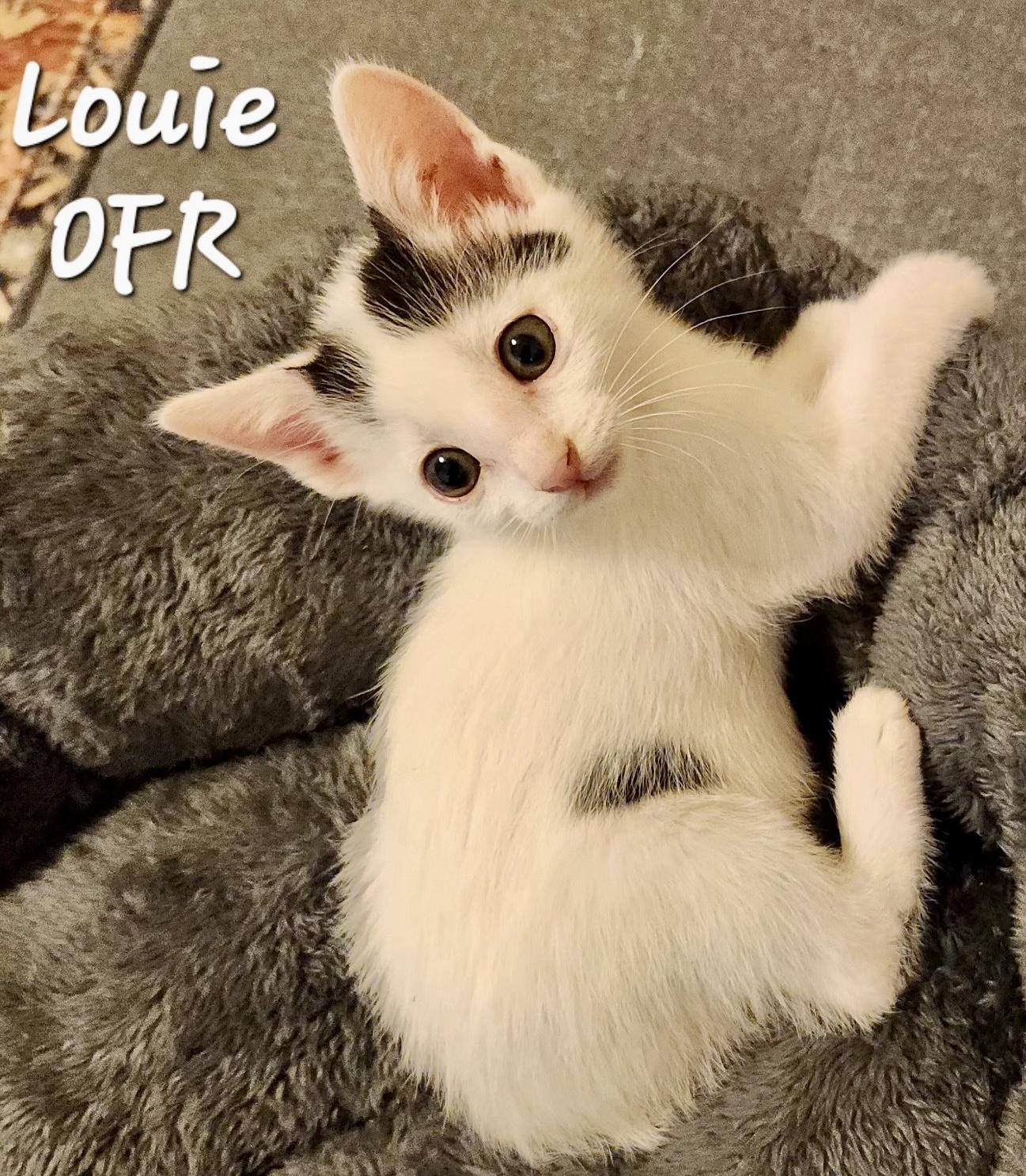 Enlarge Louie, a ADOPTABLE Domestic Short Hair in Owasso, OK image 2/3