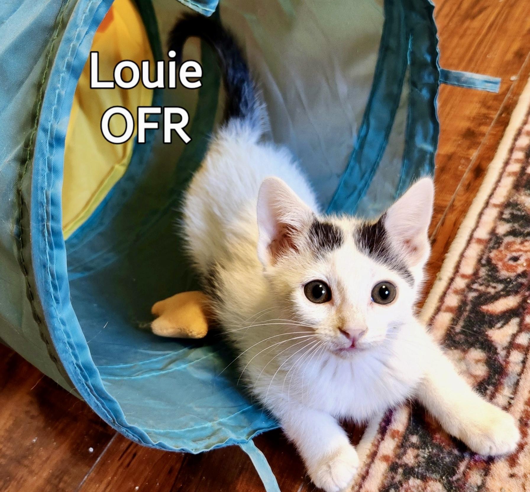 Enlarge Louie, a ADOPTABLE Domestic Short Hair in Owasso, OK image 3/3