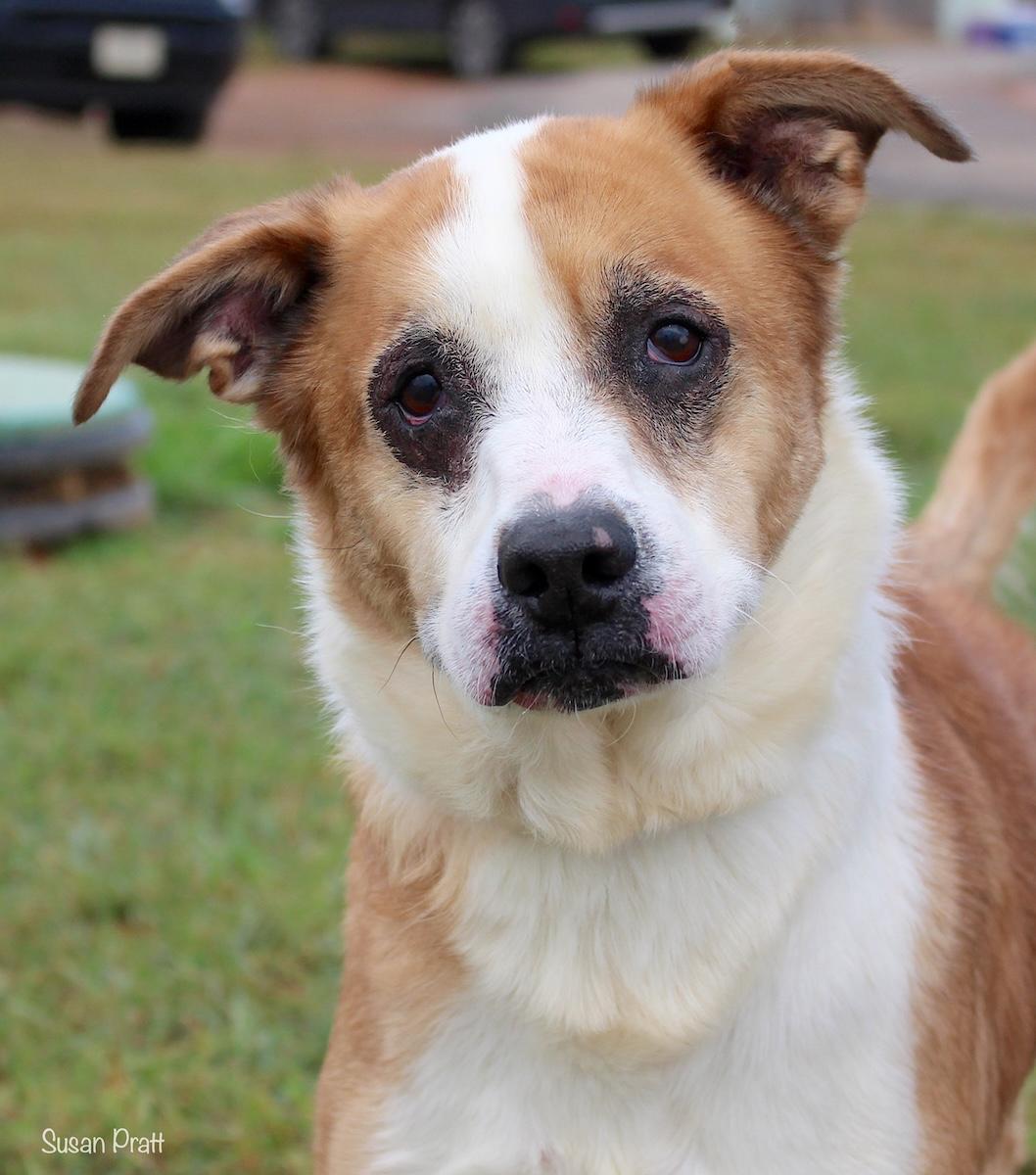 Dan, Adoptable, Adult Male Border Collie & Hound.