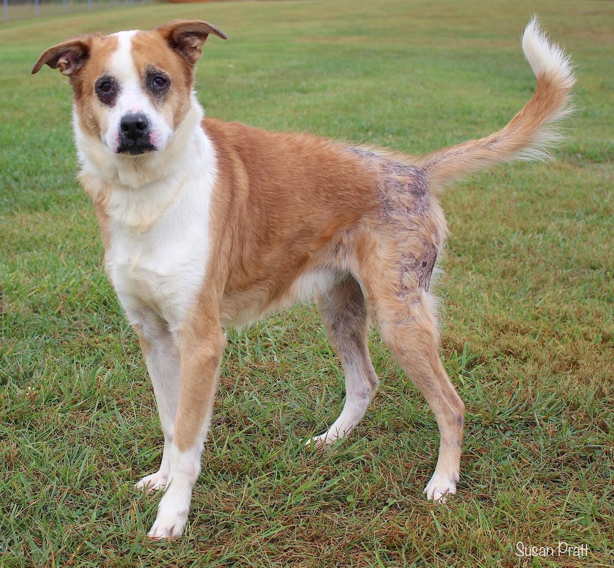 Enlarge Dan, a Adoptable mixed breed in Bedford, VA image 2/3