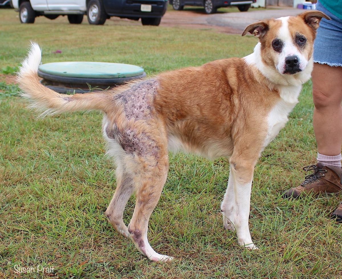 Enlarge Dan, a Adoptable mixed breed in Bedford, VA image 3/3