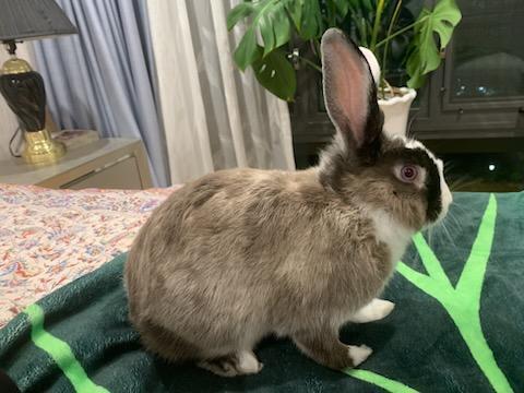 Enlarge MISO, a Adoptable Dutch in Forest Hills, NY image 2/6