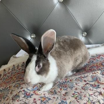 Enlarge MISO, a Adoptable Dutch in Forest Hills, NY image 3/6