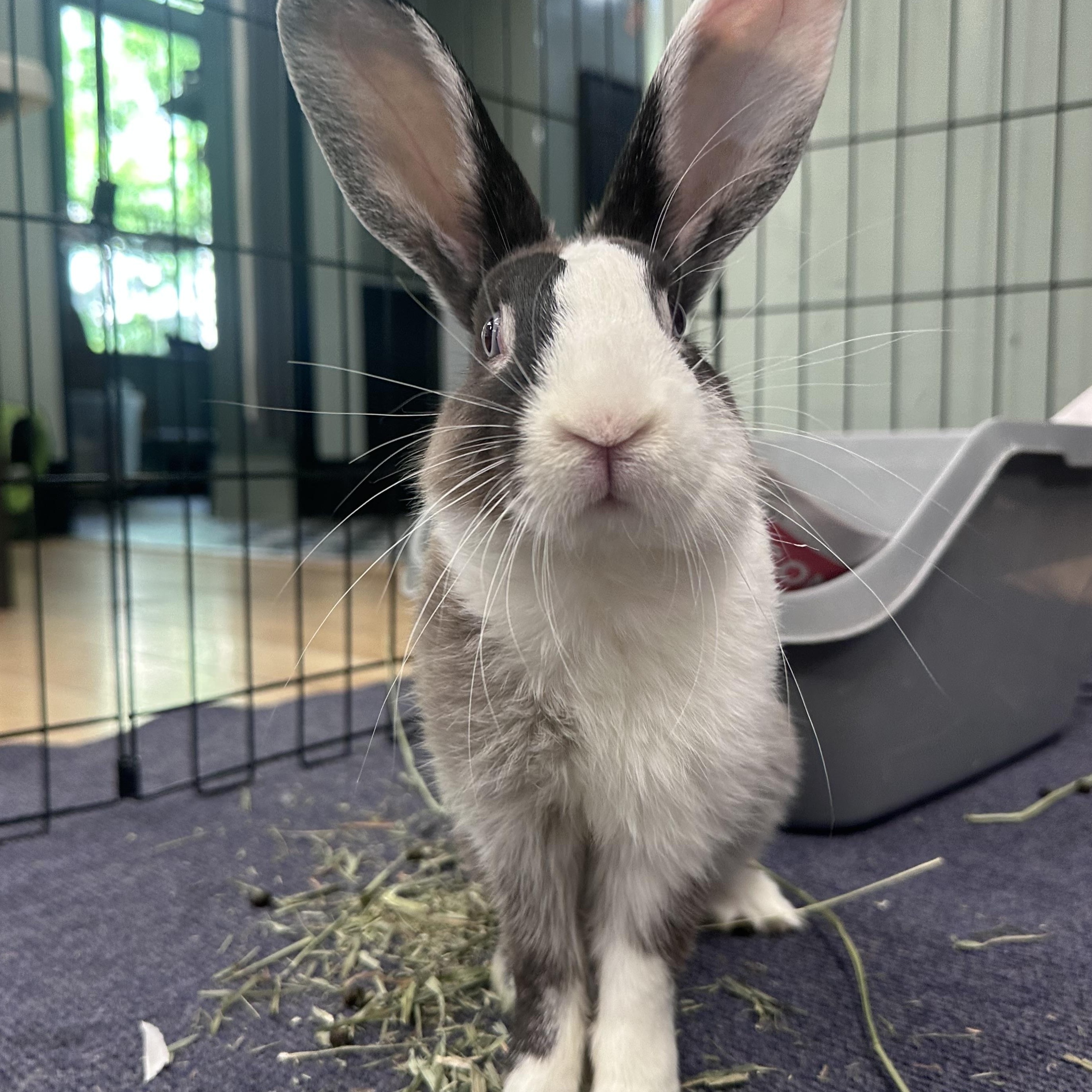 Enlarge MISO, a Adoptable Dutch in Forest Hills, NY image 6/6