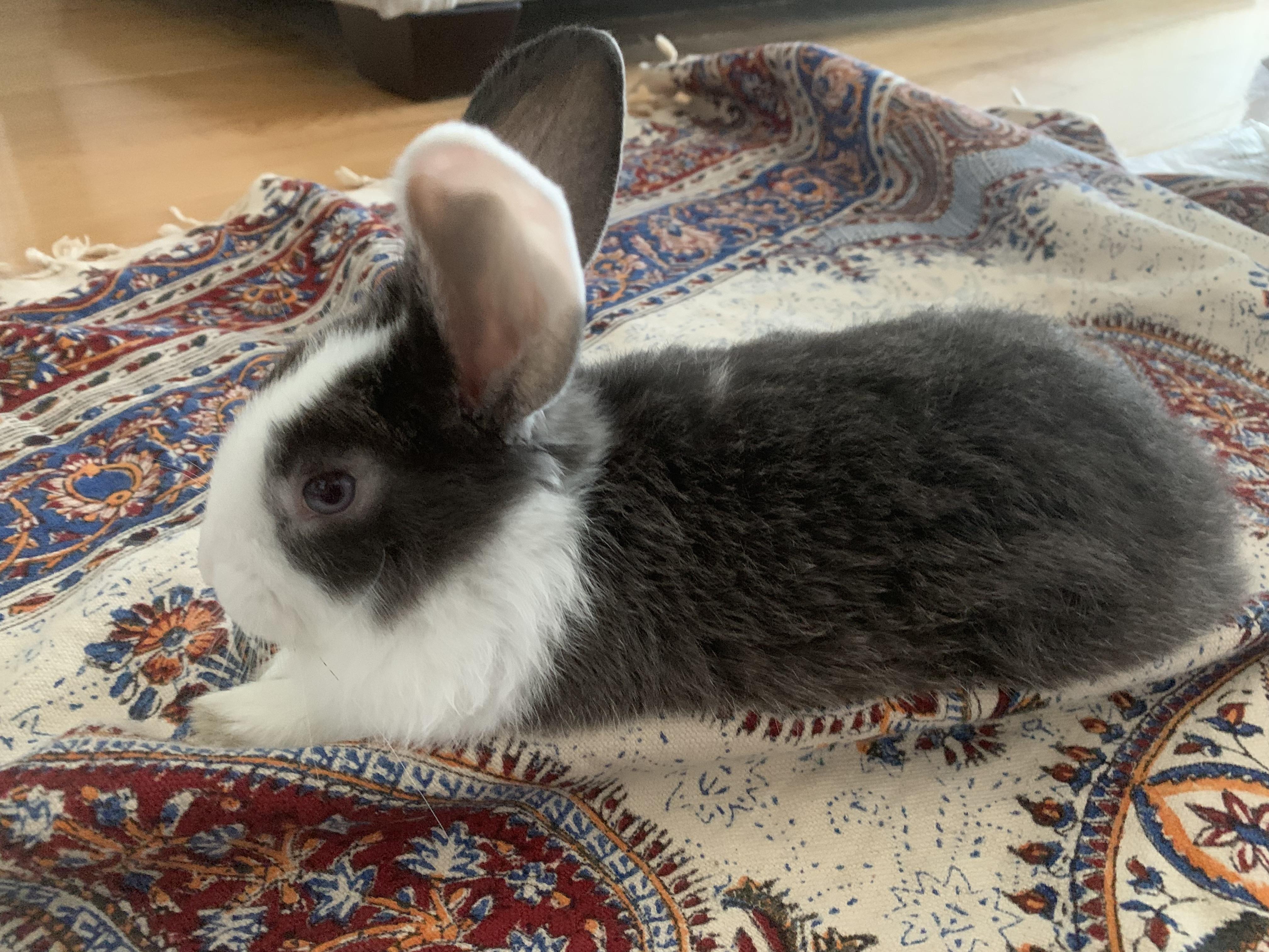 Enlarge MISO, a Adoptable Dutch in Forest Hills, NY image 5/6