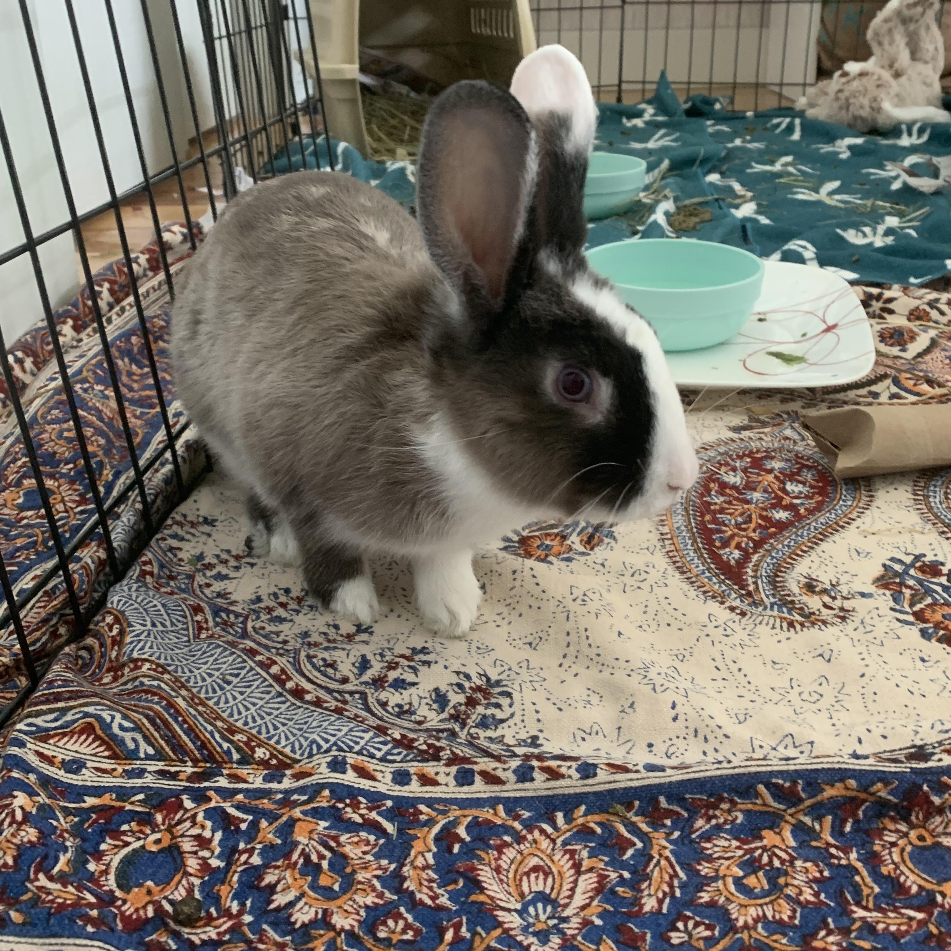 MISO, Adoptable, Young Male Dutch.