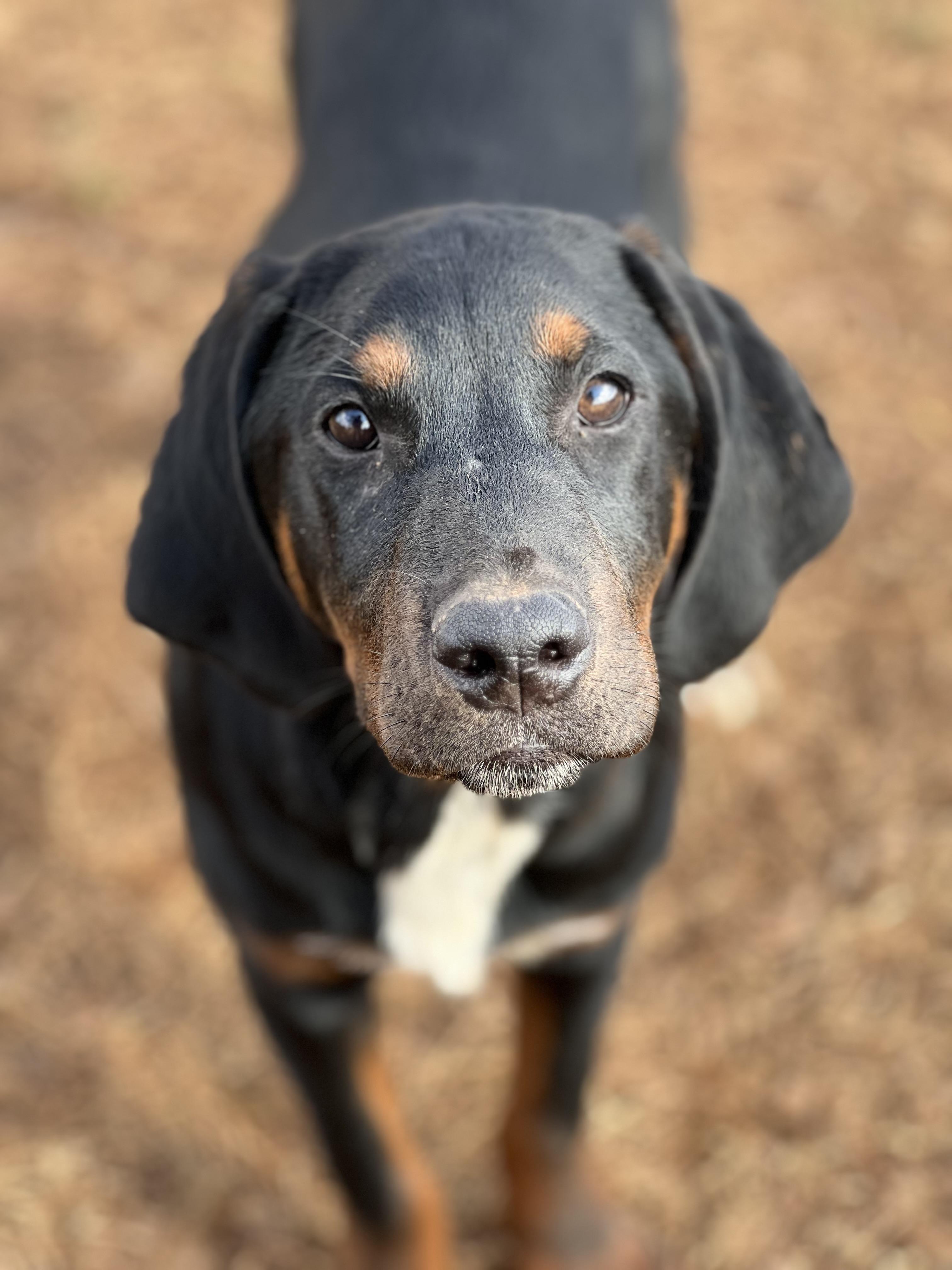Dusty, ADOPTABLE, Young Male Coonhound & Labrador Retriever.