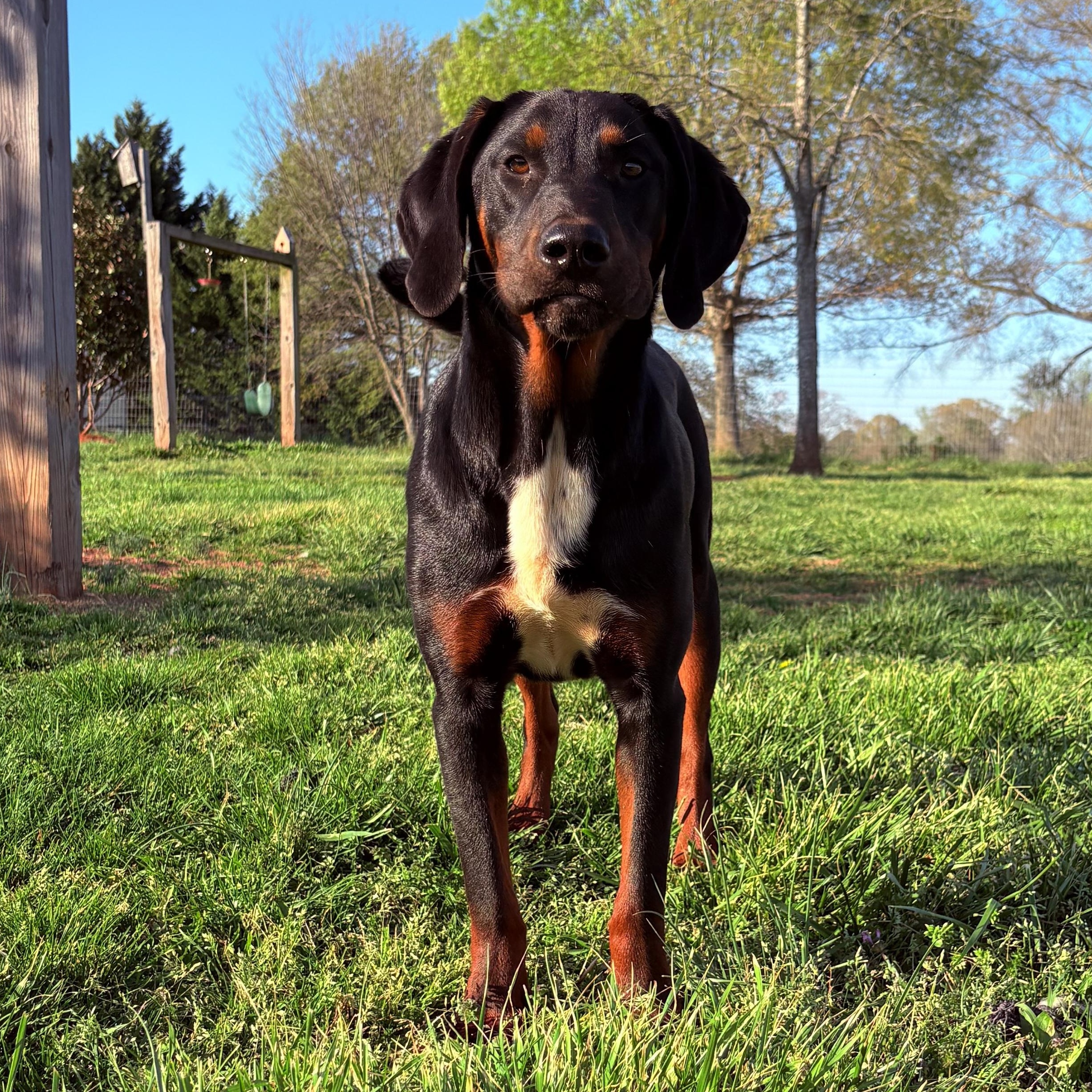 Dusty, ADOPTABLE, Young Male Coonhound & Labrador Retriever.