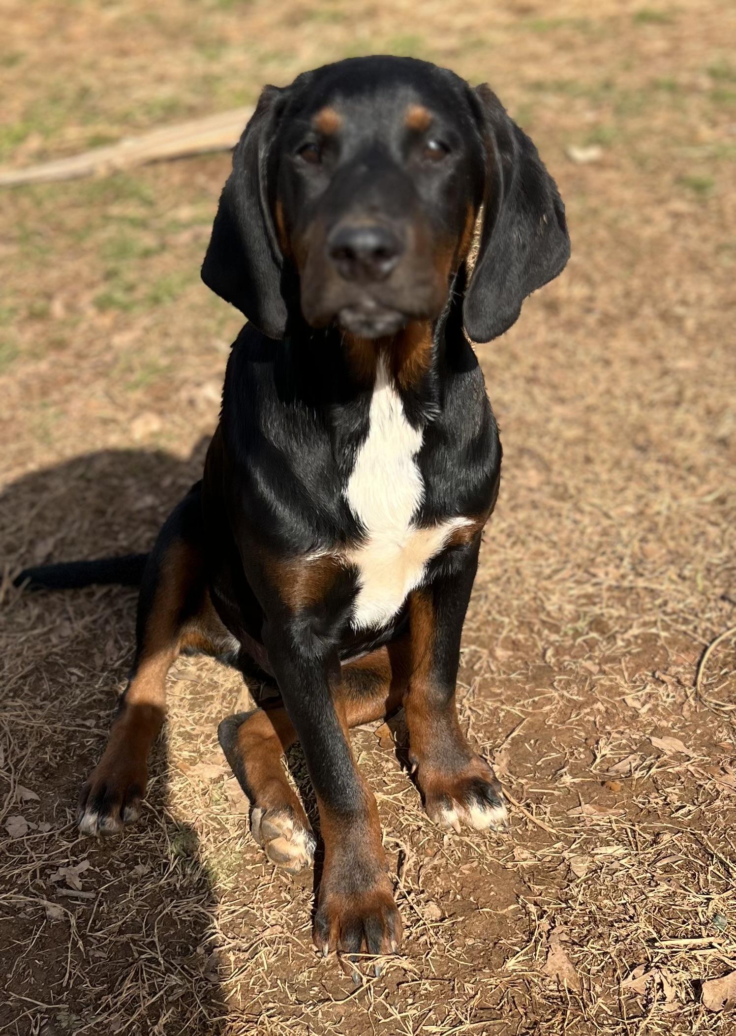 Dusty, a ADOPTABLE mixed breed in Williamston, SC image 3/3