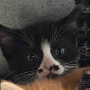 Azzy, Adoptable, Young Female Domestic Short Hair.
