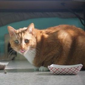 Enlarge Julius , a Adoptable Domestic Short Hair in Fairfax, VA image 1/1