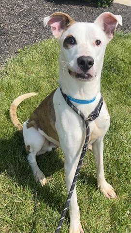 ATLAS, Adoptable, Young Male Pit Bull Terrier & Anatolian Shepherd.