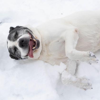 Dexter, a Adoptable mixed breed in Detroit, MI image 3/4