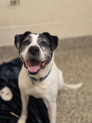 Dexter, a Adoptable mixed breed in Detroit, MI image 4/4