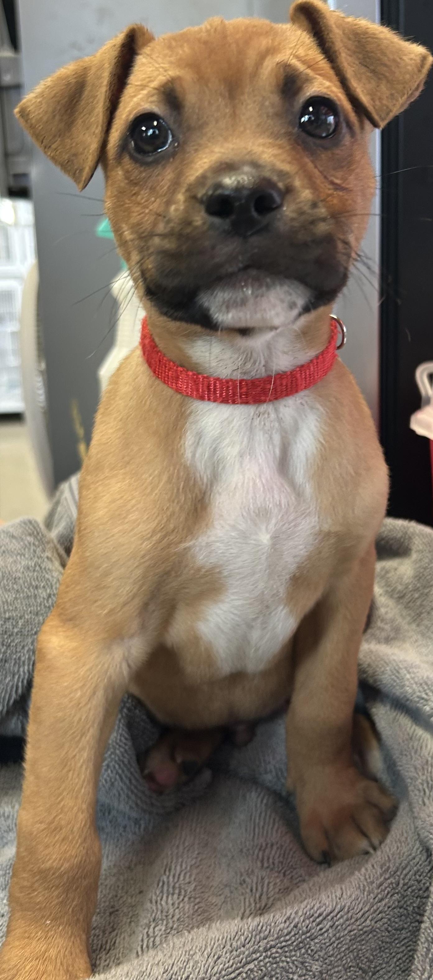 Dustin Henderson, Adoptable, Puppy Male Black Mouth Cur.