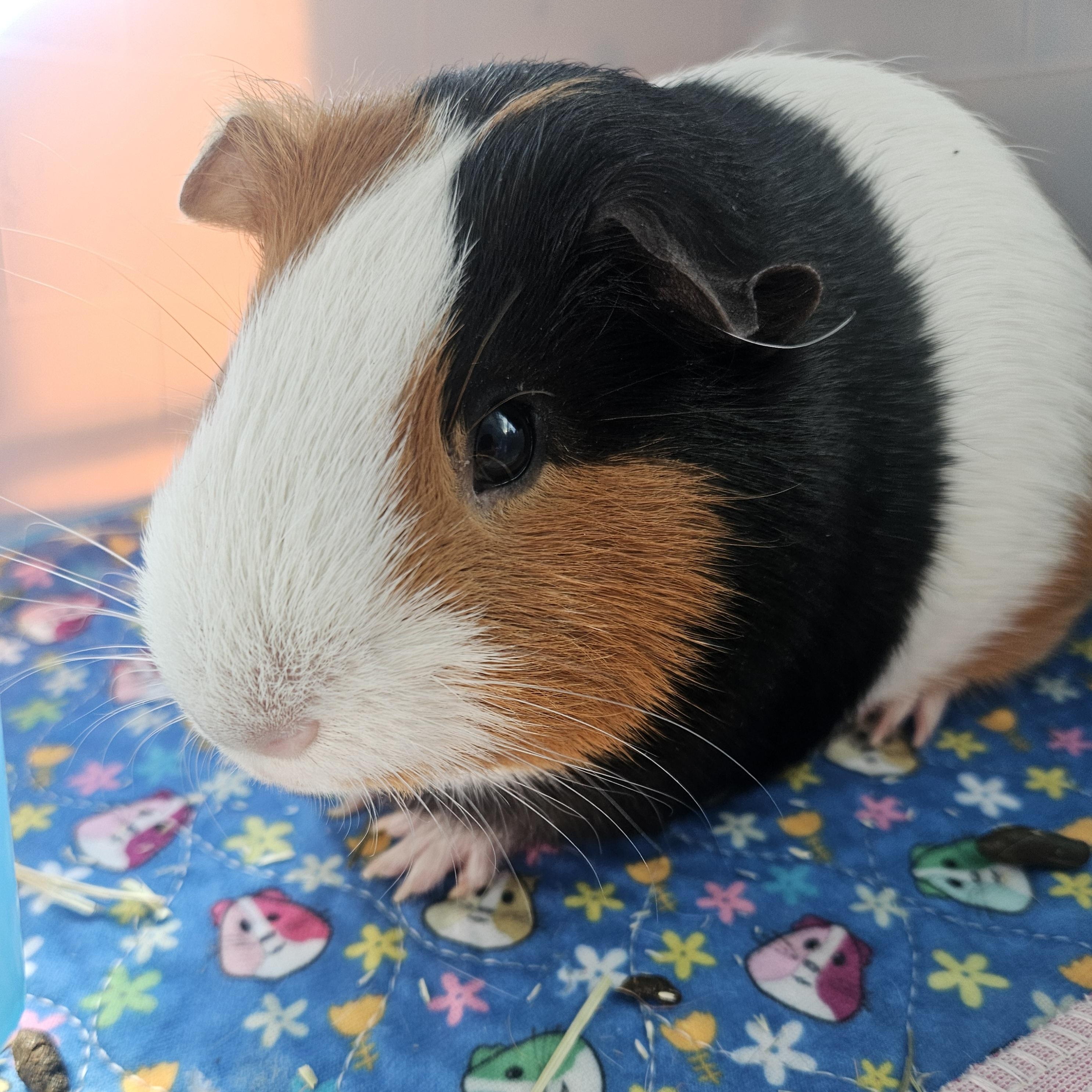 Enlarge Rolo and Pipsqueak, an adoptable Guinea Pig in Medfield, MA image 2/5