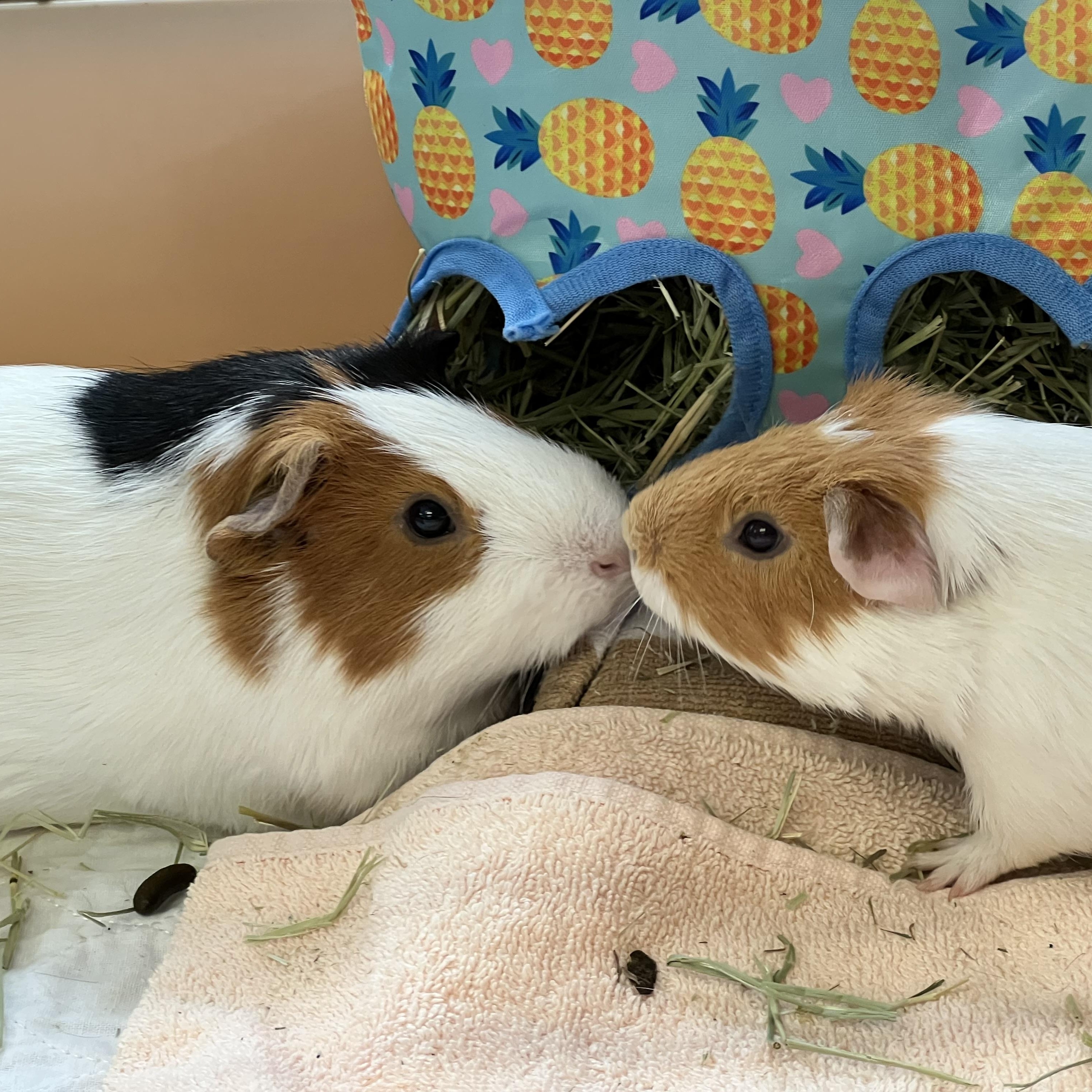 Rolo and Pipsqueak, adoptable, Young Male Guinea Pig.