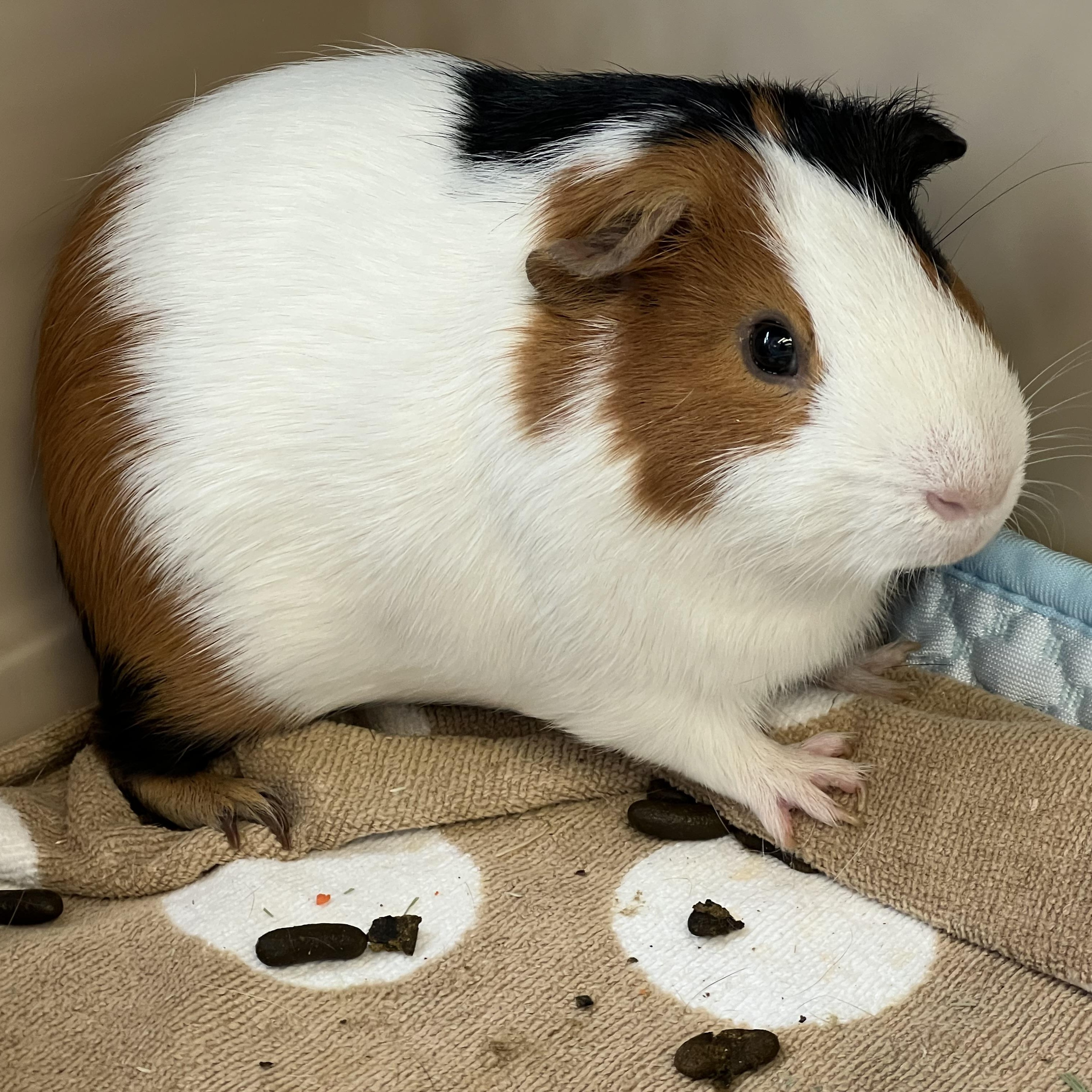 Enlarge Rolo and Pipsqueak, an adoptable Guinea Pig in Medfield, MA image 3/5