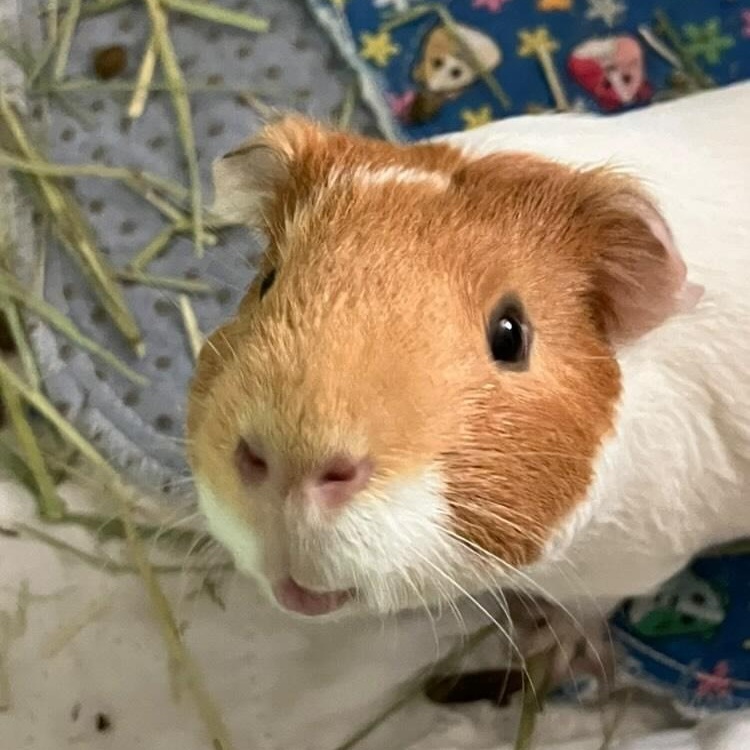 Rolo and Pipsqueak, an adoptable Guinea Pig in Medfield, MA image 2/5