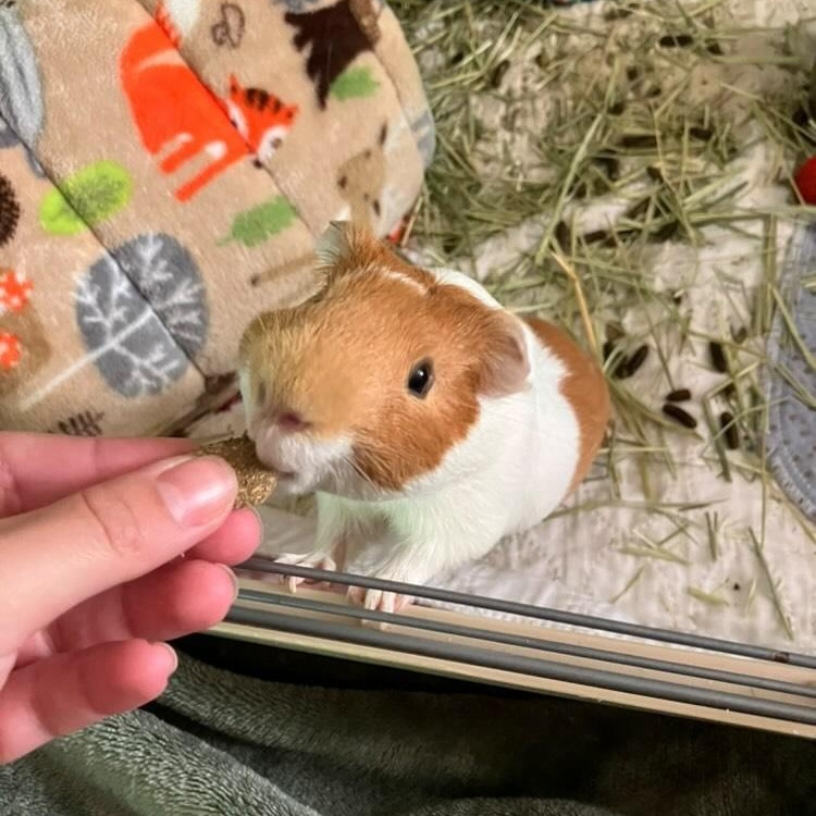 Rolo and Pipsqueak, an adoptable Guinea Pig in Medfield, MA image 4/5