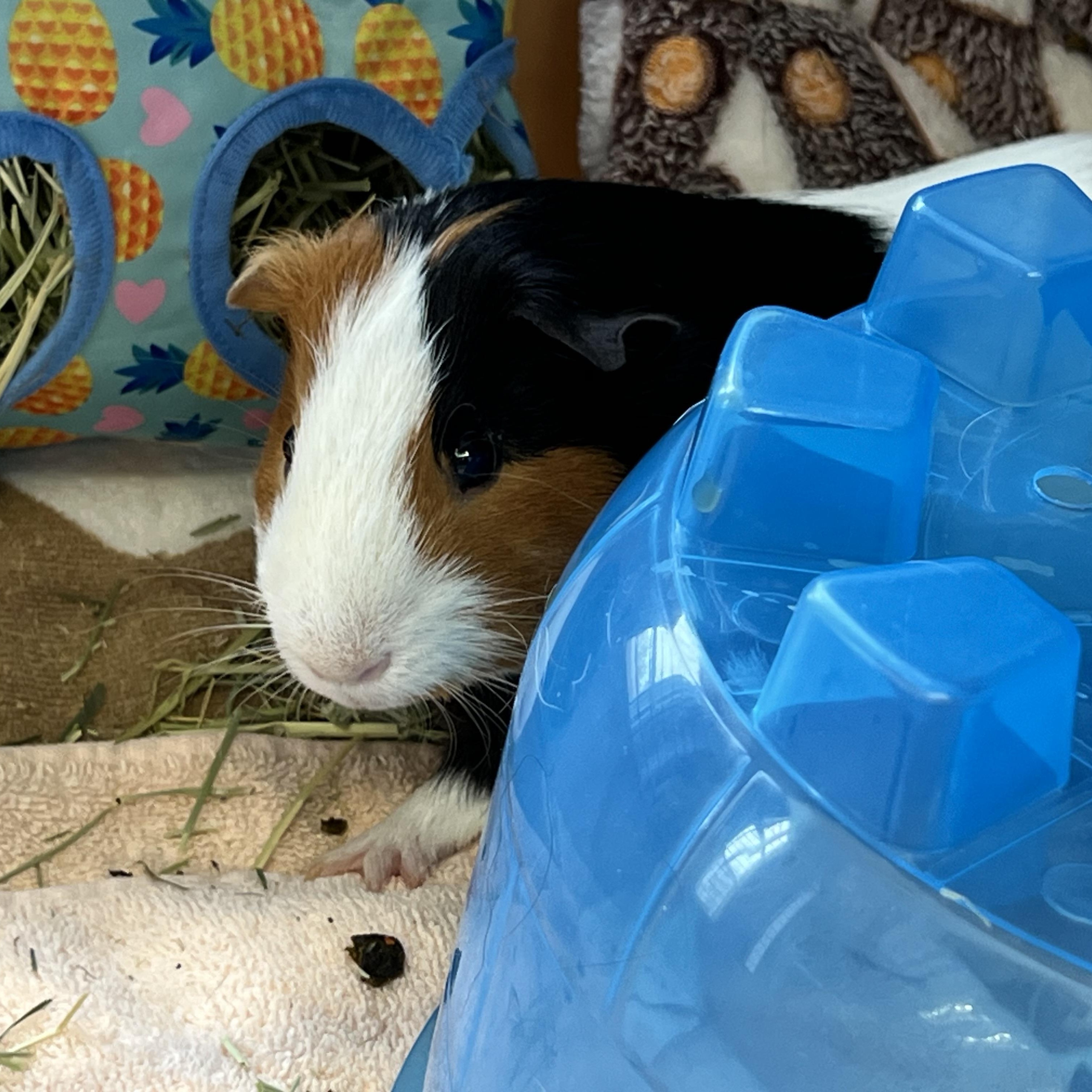 Enlarge Rolo and Pipsqueak, an adoptable Guinea Pig in Medfield, MA image 4/5